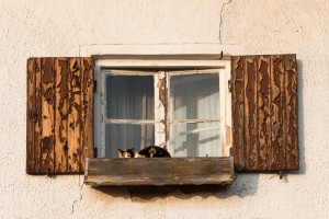 altes Fenster mit Katze