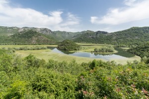 Seerosenfelder am Moracafluss (Montenegro)