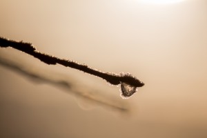 Zweig an einem frostigen Morgen