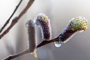Weidenkätzchen mit Frost